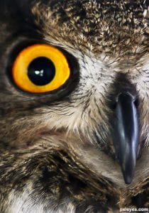 Eye of an Owl